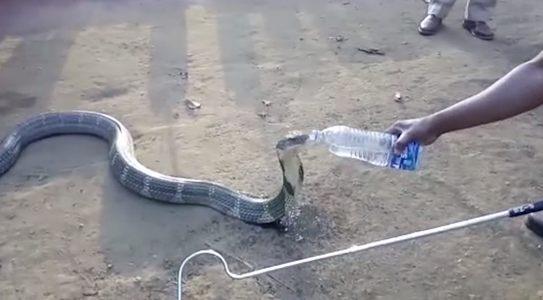 Відео дня: кобра, яка вмирала від спраги, попросила допомоги у людей