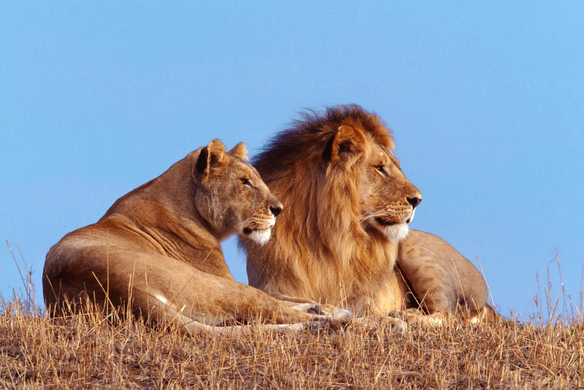 У Південній Африці леви з’їли браконьєра