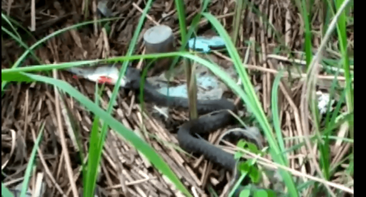 Змія вийшла на полювання, повернулася з окунем – відео