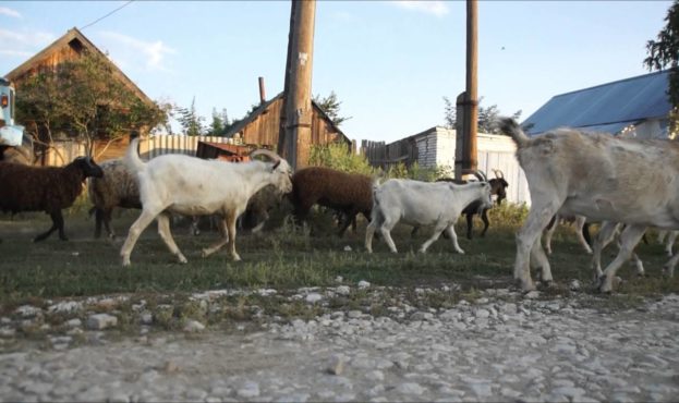 В Україні порахували корів, кіз та свиней