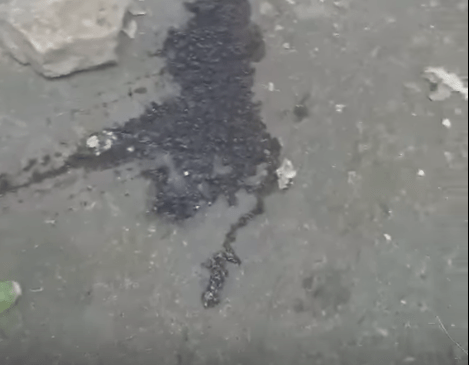 На території запорізької лікарні жорстоко, цеглиною забили до смерті цуцика – відео