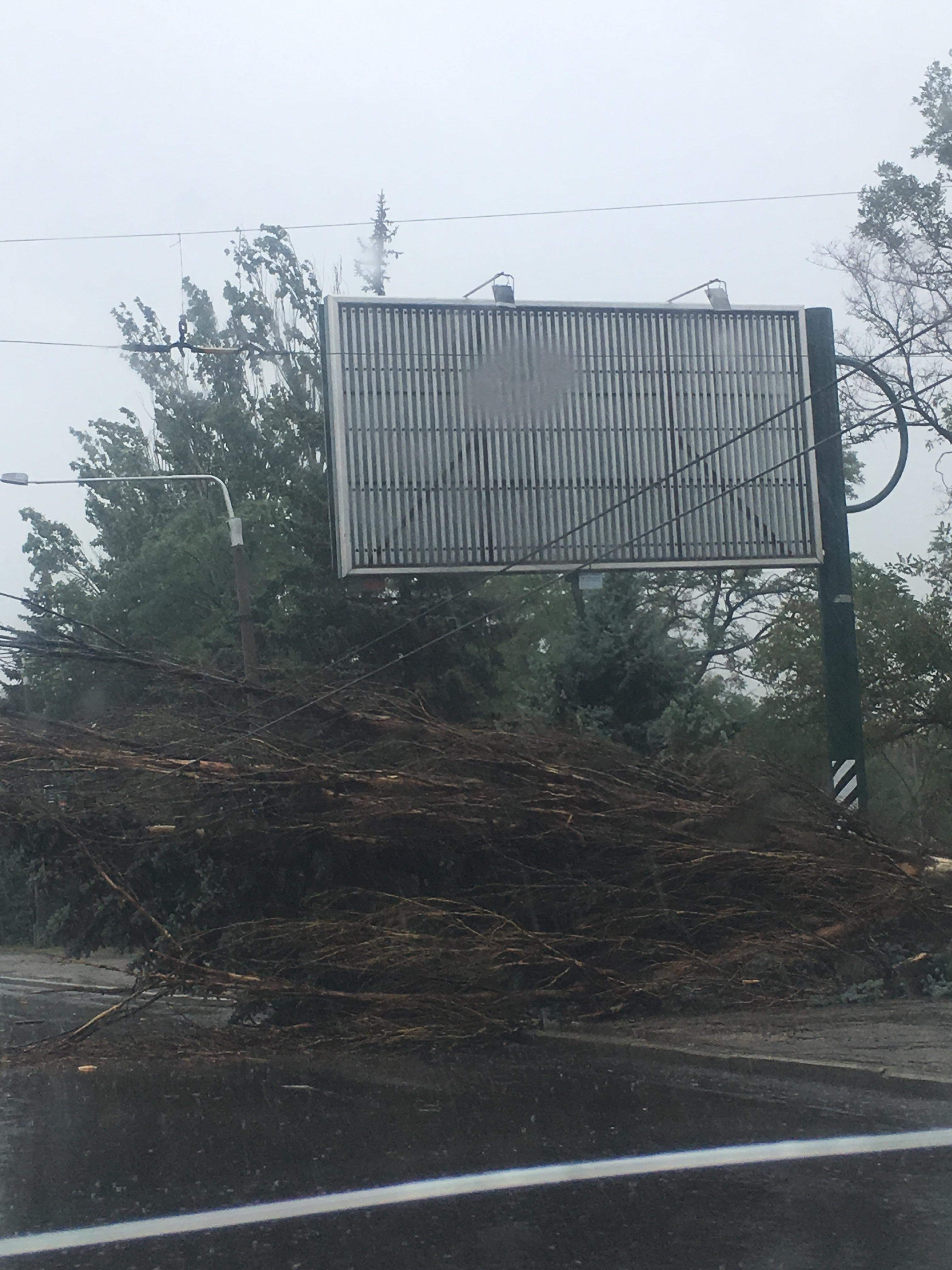 Негода в Запоріжжі: на центральному проспекті дерево впало прямо на проїжджу частину