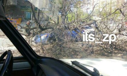У Запоріжжі дерево впало прямо на проїжджаючий проспектом автомобіль