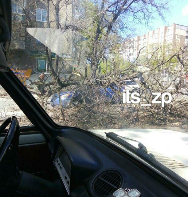 У Запоріжжі дерево впало прямо на проїжджаючий проспектом автомобіль