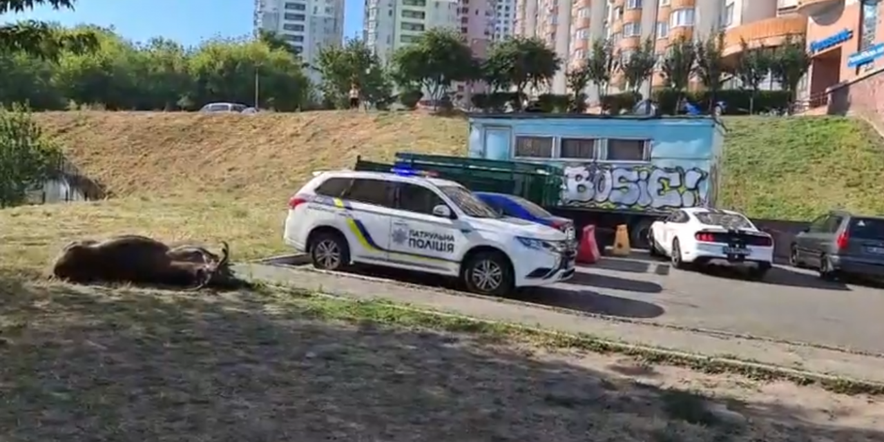 Лося, який вибігав на проїжджу частину в Києві збили, тварина загинула – відео