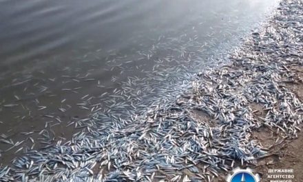Поблизу Кирилівки на Запоріжжі загинуло багато риби