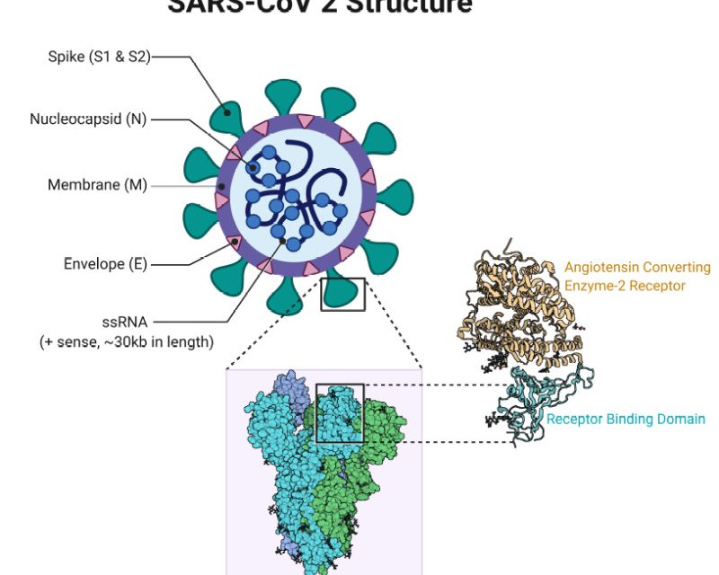 Детально про новий штамп коронавірусу sars-cov2 – відео