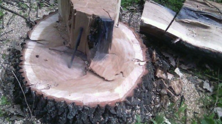 Фірмі запорізького нардепа знову дозволять рубати дерева