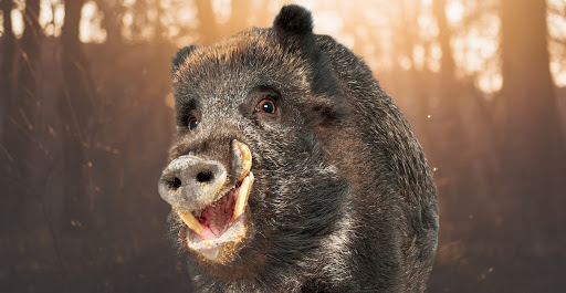 На Запоріжжі свійських свиней, які шкодили усьому селу, закрили – відео