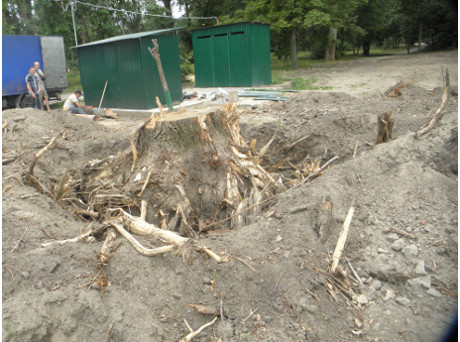 На Преображенського у Запоріжжі хочуть дозволити зрубати кілька десятків дерев