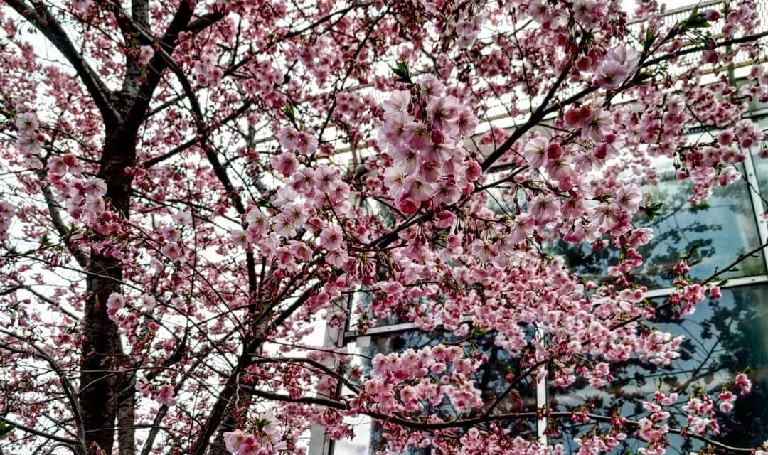 У Запорізькому ботсаду на всю квітне сакура та магнолія – фото