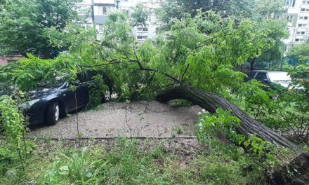 У Запоріжжі стихійне лихо, дерева падають на авто і чавлять їх – фото