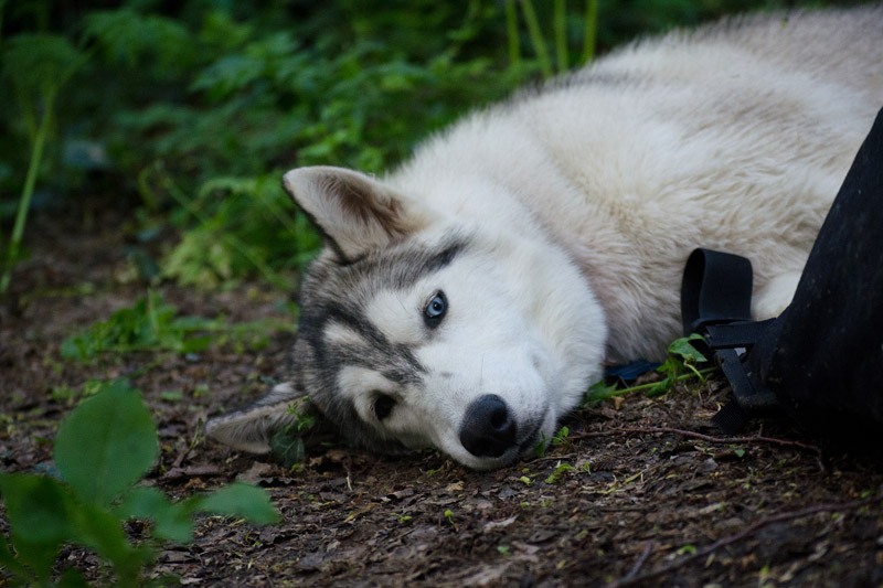 На Запоріжжі після смерті господаря собака живе на цвинтарі й дуже сумує
