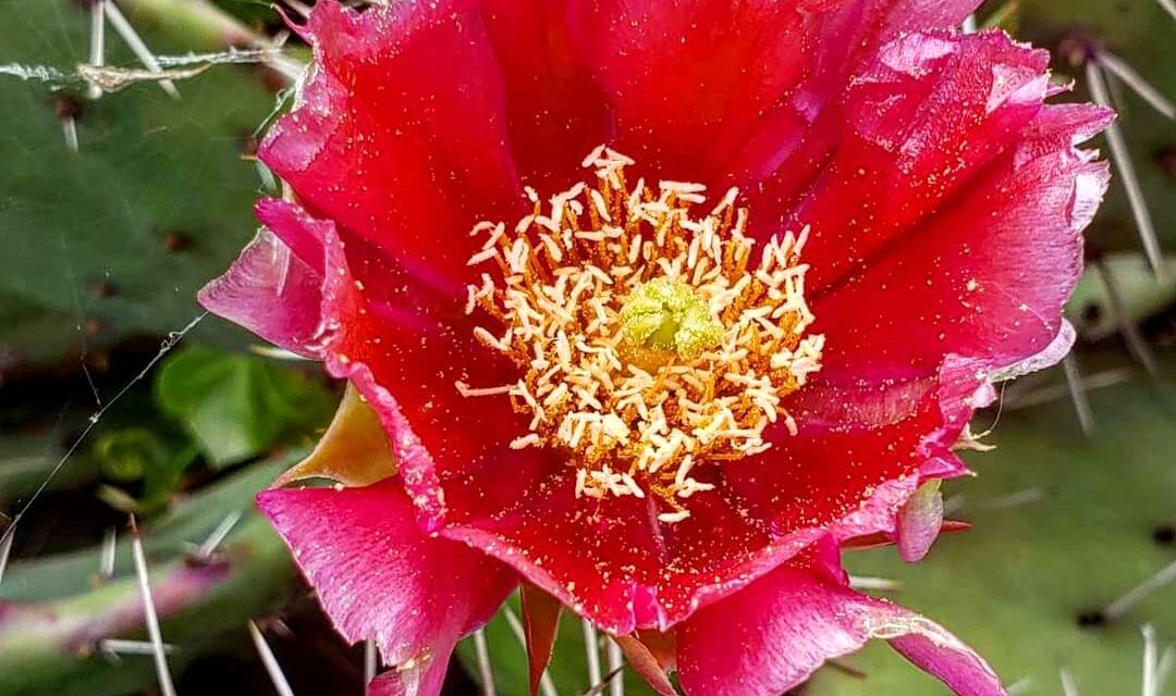 У Запорізькому ботанічному саду квітне колюча груша – фото