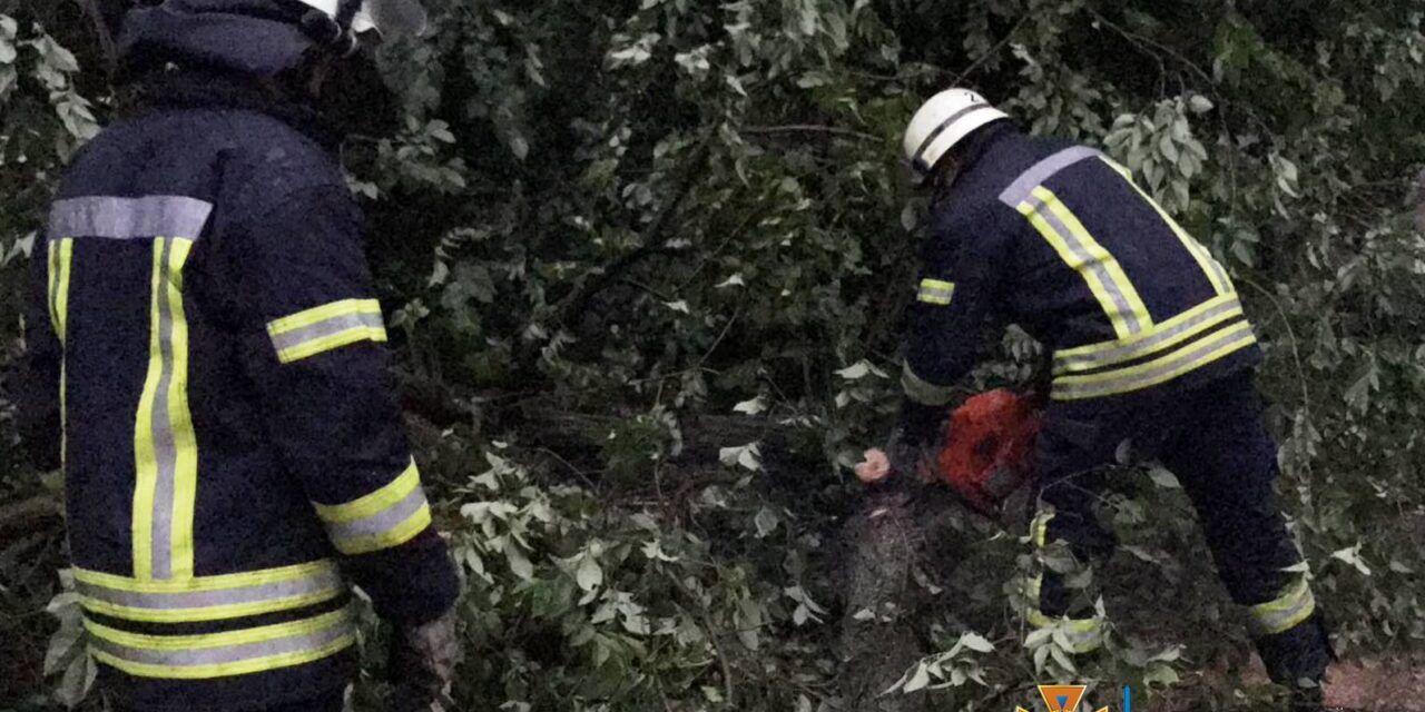 У Запоріжжі під час негоди дерево впало на трамвайну колію – відео