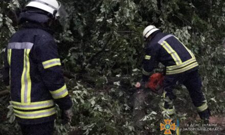 У Запоріжжі під час негоди дерево впало на трамвайну колію – відео