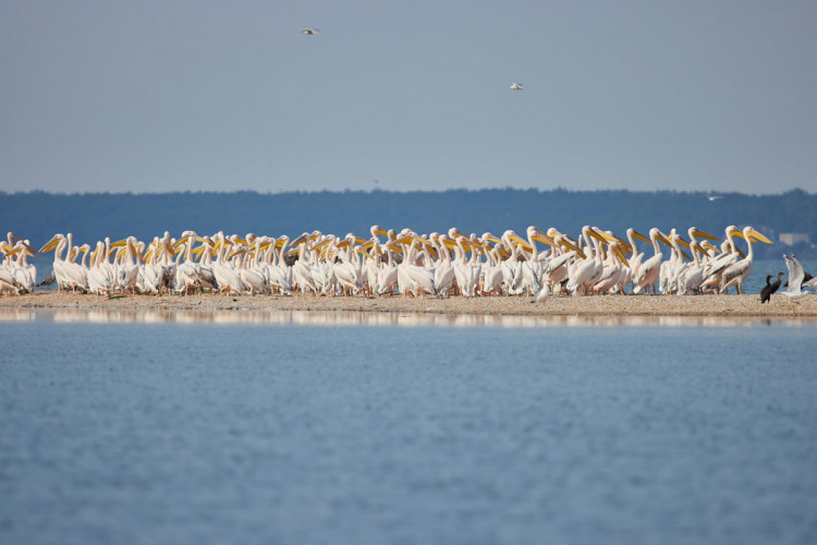 Поблизу басейну Азовського моря на Запоріжжі помітили зграю червонокнижних птахів – фото