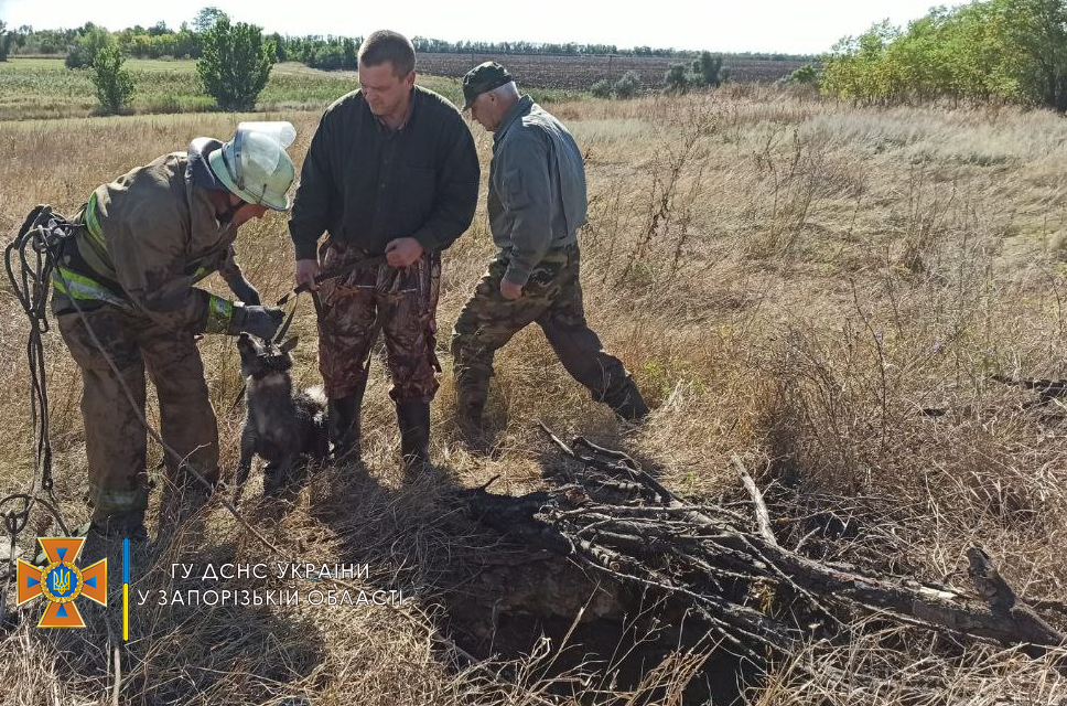 На Запоріжжі бійців ДСНС викликали рятувати собаку – фото