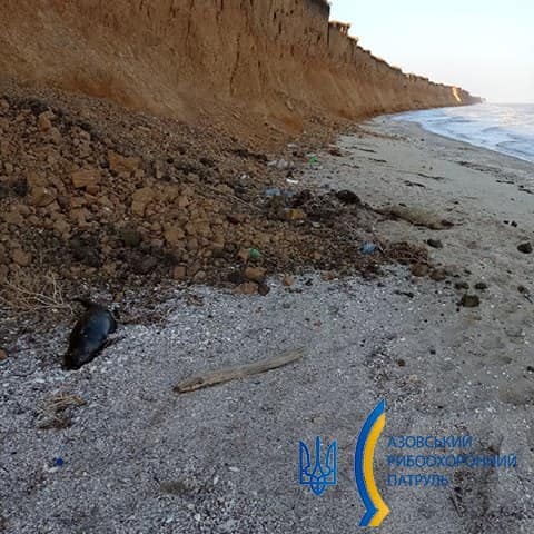 На березі Азовського моря в Запорізькій області виявили трьох мертвих дельфінів – фото