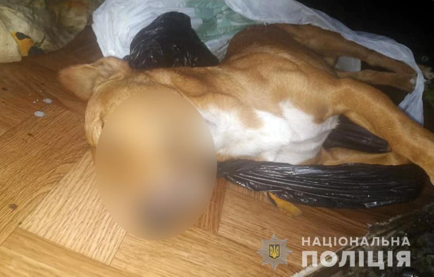 На Запоріжжі п’яний чоловік на очах у дітей застрелив собаку – фото