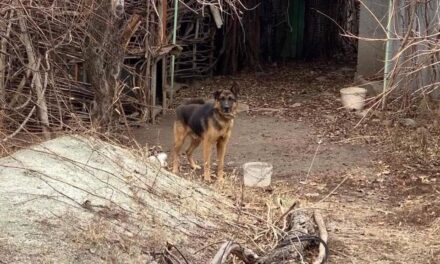 Під Запоріжжям пес стереже порожню хату, для тварини шукають новий дім – фото, відео