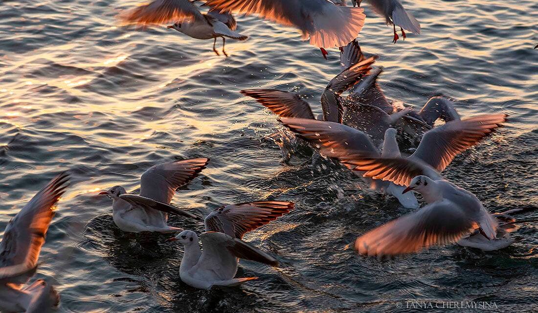 Узбережжя Азовського моря на Запоріжжі окупували чайки – фото