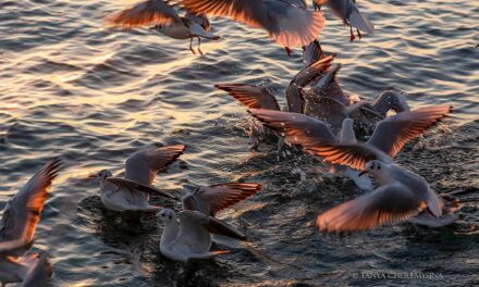 Узбережжя Азовського моря на Запоріжжі окупували чайки – фото