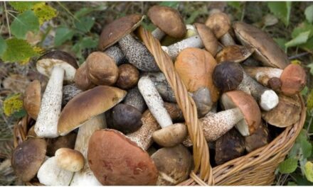 У селі Запорізької області одразу троє громадян отруїлися грибами