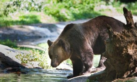 Після багатьох років неволі запорізькі ведмеді роблять перші кроки в Нідерландах – відео