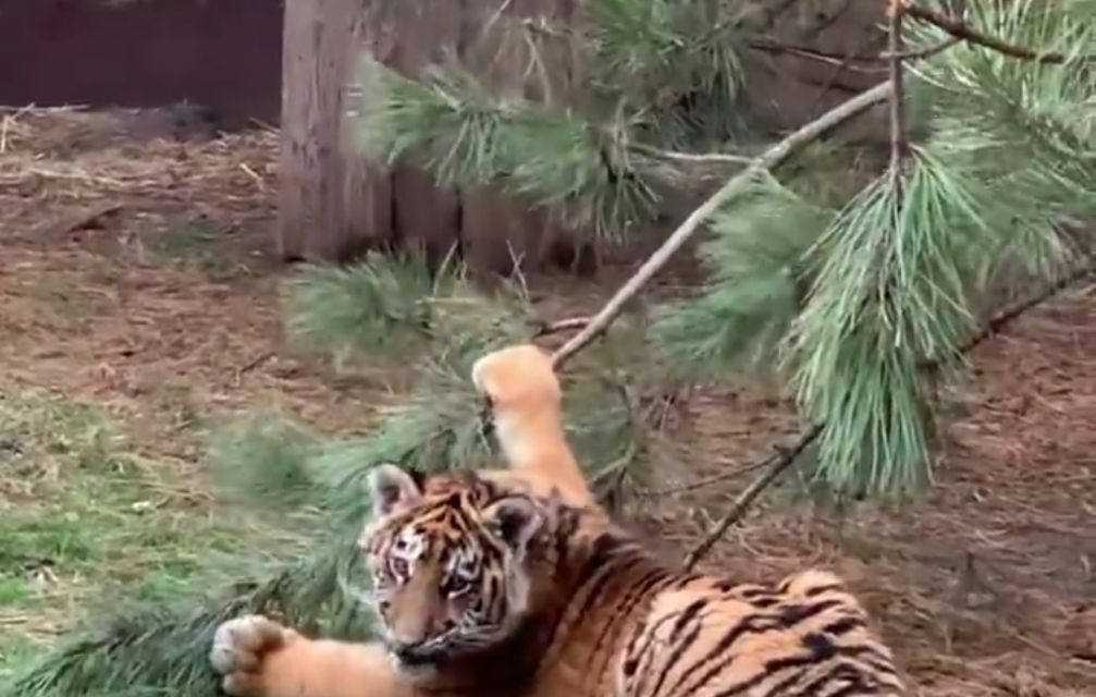 В зоопарку на Запоріжжі великі смугасті котики пошкодили ялинку – відео