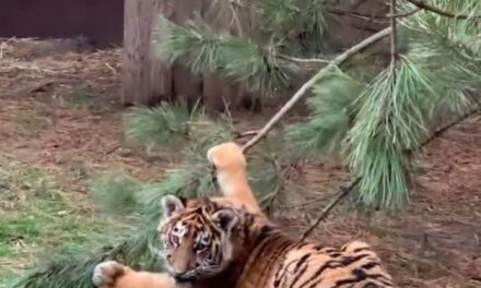 В зоопарку на Запоріжжі великі смугасті котики пошкодили ялинку – відео
