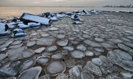 Узбережжя Бердянська усіяло «крижаними» медузами – фото, відео