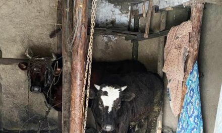 На Запоріжжі у 72-річного пенсіонера вкрали корову і теля – фото