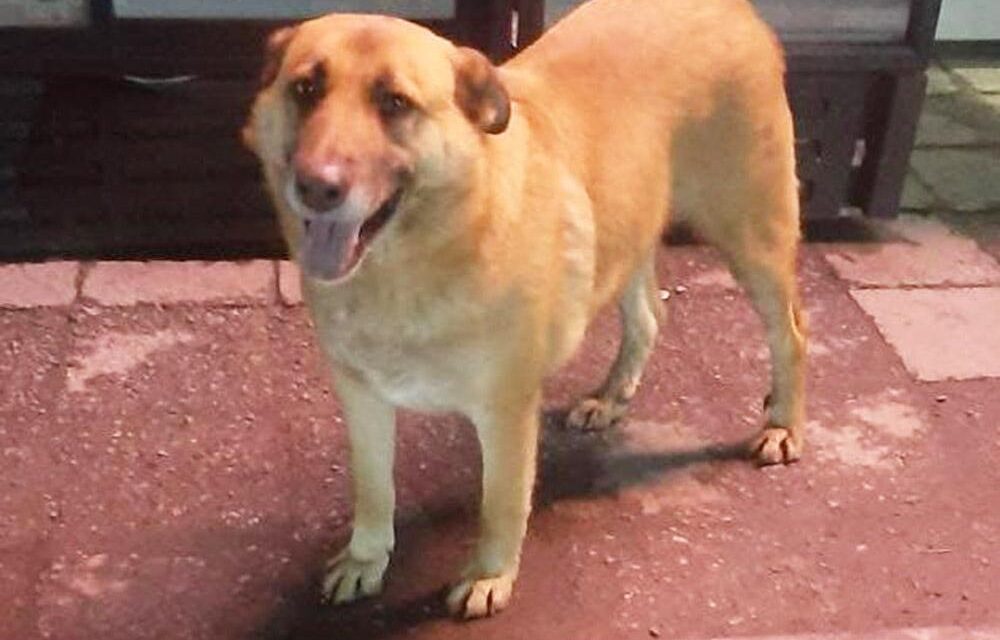 На Запоріжжі біля автовокзалу чоловіки “викрали” собаку – фото