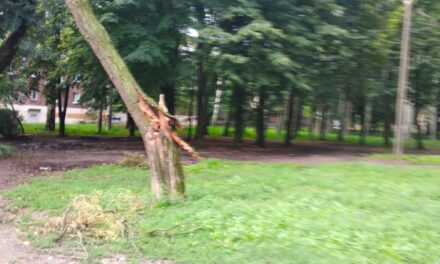 У Запоріжжі через негоду попадали дерева й пошкодились електропроводи (фото)